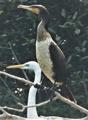 Phalacrocorax carbo