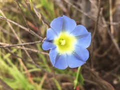 Ipomoea cardiophylla