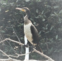 Phalacrocorax carbo