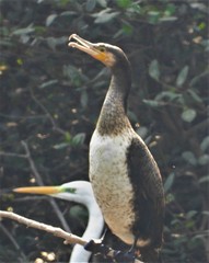 Phalacrocorax carbo