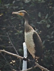 Phalacrocorax carbo