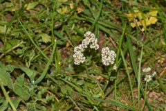 Corrigiola litoralis