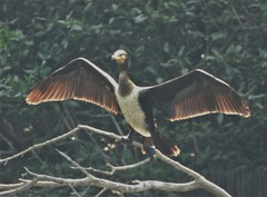 Phalacrocorax carbo