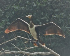 Phalacrocorax carbo