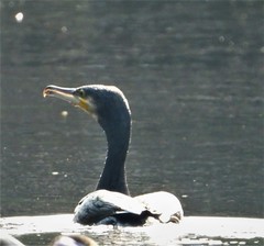 Phalacrocorax carbo