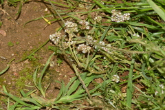 Corrigiola litoralis