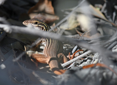 Aspidoscelis motaguae