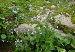 Hackelia uncinata