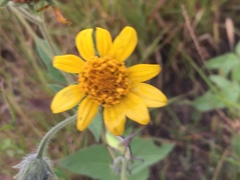 Simsia foetida