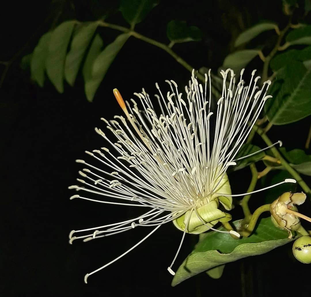 Cynophalla flexuosa