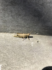 Melanoplus differentialis