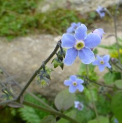 Hackelia uncinata