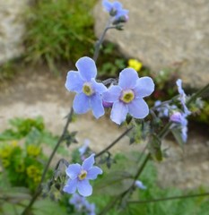 Hackelia uncinata