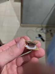 Isognomon legumen