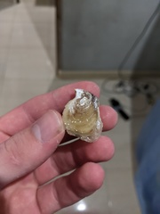 Isognomon legumen