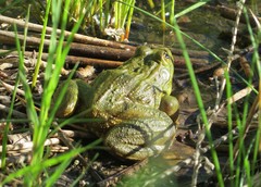 Lithobates chiricahuensis
