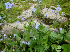 Hackelia uncinata