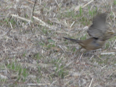Zonotrichia atricapilla
