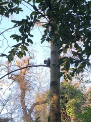 Sciurus carolinensis