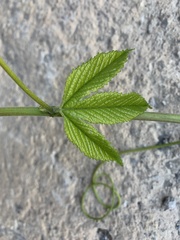 Passifloraceae