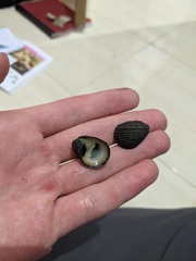 Nerita planospira