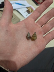 Littoraria intermedia