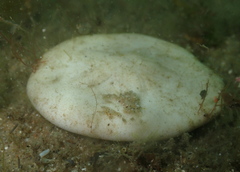 Scutelloida