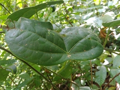 Passiflora megacoriacea