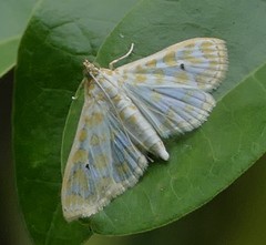 Leucochroma corope