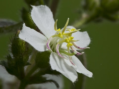 Chaetogastra ciliaris