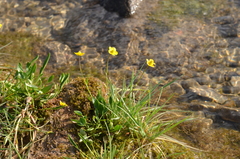 Ranunculus pulchellus