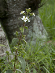 Chaetogastra ciliaris