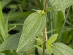 Chaetogastra ciliaris
