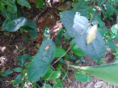 Passiflora megacoriacea