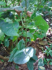 Passiflora megacoriacea