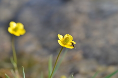 Ranunculus pulchellus