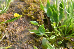 Ranunculus pulchellus