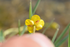 Ranunculus pulchellus