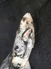 Carcharhinus brachyurus