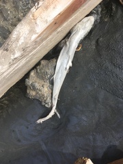 Carcharhinus brachyurus