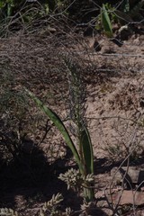 Sansevieria aethiopica