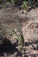 Sansevieria aethiopica