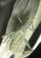 Oecanthus salvii