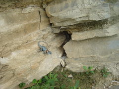 Sceloporus torquatus binocularis