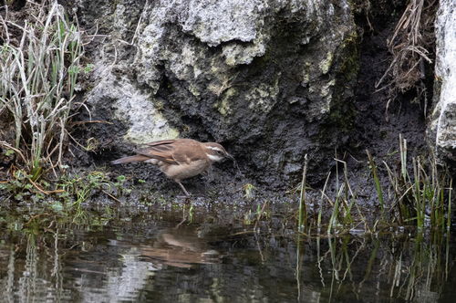 Stout-billed Cinclodes (Cinclodes excelsior), photo 8