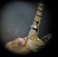 Oecanthus salvii