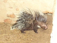 Hystrix