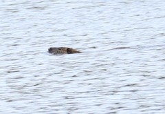 Myocastor coypus melanops