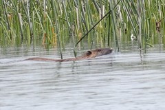 Myocastor coypus melanops