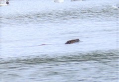 Myocastor coypus melanops